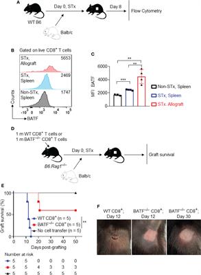 Ablation of BATF Alleviates Transplant Rejection via Abrogating the Effector Differentiation and Memory Responses of CD8+ T Cells